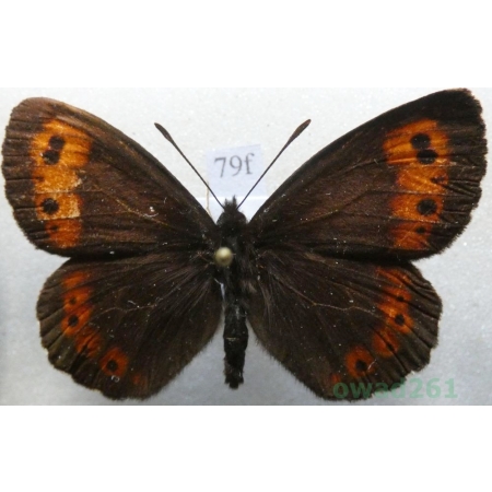 Erebia euryale (Esper, 1805) male Górówka euriala Czech79f